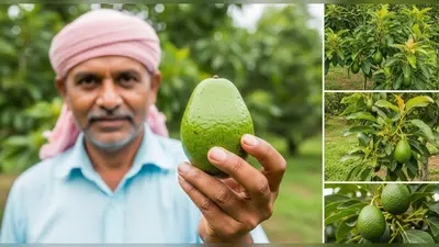 इज़राइली नाशपाती से किसानों की चांदी, कुरुक्षेत्र में मंत्री ने लिया स्वाद, डायबिटीज-डेंगू में भी लाभदायक