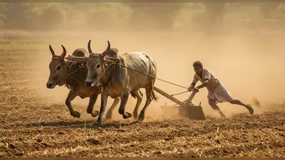खेत में बैलों ने पकड़ी तूफानी दौड़, किसान का हुआ बुरा हाल – वीडियो देख चौंक जाएंगे आप!