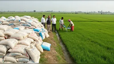 कानपुर में यूरिया पर बड़ा सवाल: धान का रकबा 29% बढ़ा, 65% खाद खप गई; अफसर बोले- किसान डाल रहे दो बार, जांच के आदेश