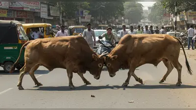 बीच सड़क भिड़े दो सांड, थम गया ट्रैफिक; फिर स्कूटी वाली महिला पर हमला!