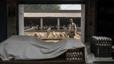 बरेली में बर्ड फ्लू का खतरा: मुर्गियों-अंडों की बिक्री पर रोक, पोल्ट्री फार्मों पर कड़ी निगरानी