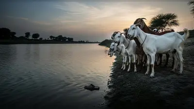 बकरों को बचाने गया 19 साल का युवक, खुद गंवाई जान; यूपी में दर्दनाक हादसा