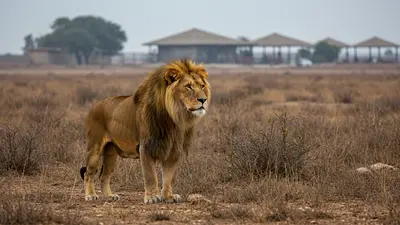 Gujarat Boosts Lion Conservation: Barda Sanctuary Becomes Second Home for Asiatic Lions