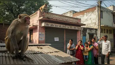चंदौली में बंदर का खौफनाक आतंक: 20 दिन में 30 लोग जख्मी, बच्चों पर हमले से कोचिंग सेंटर बंद