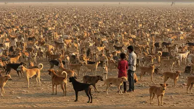 एक साथ सैकड़ों कुत्ते मैदान में, देख कर लोग रह गए दंग!
