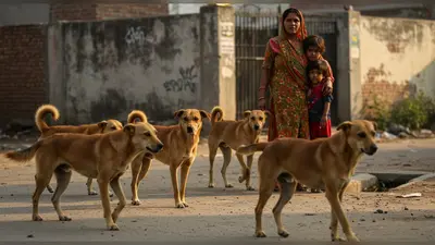 बरेली में आवारा कुत्तों का आतंक: पाँच साल की मासूम को बनाया शिकार, पूरे क्षेत्र में दहशत