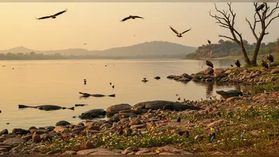 गांधी सागर में लौट रही है वन्यजीवों की रौनक: तितलियों, मगरमच्छों और गिद्दों की संख्या में उल्लेखनीय वृद्धि