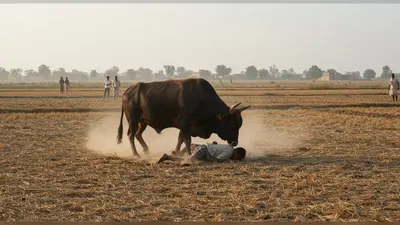 उत्तर प्रदेश: सांड ने किसान को हवा में उछाला और पटक कर ली जान, वीडियो देख सहमे लोग!