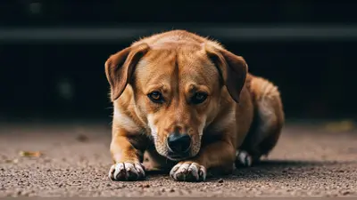 बड़ी ख़बर: बनारसी लौंगलता और नाव शिल्प को मिलेगा GI टैग, 34 GI उत्पादों वाला दुनिया का पहला शहर बनेगा बनारस!