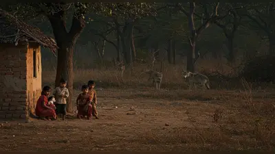 आदमखोर भेड़ियों का खौफ: इस साल चार बच्चों को बनाया शिकार, उत्तर प्रदेश में वन विभाग पर सवाल!
