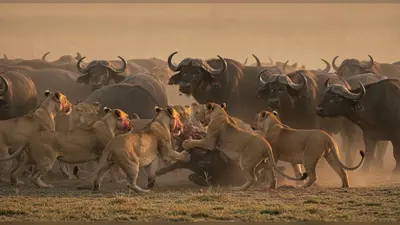 वायरल वीडियो: भरे पेट शेरों ने भैंसों के झुंड पर किया खूनी हमला, जानिए क्यों किया शिकार