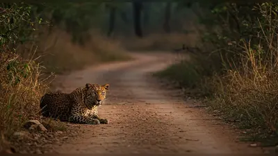 खूंखार तेंदुए ने सड़क पर बिछाया ‘मौत का जाल’, आगे जो हुआ रोंगटे खड़े कर देगा