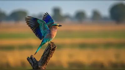 दशहरा 2025: दिख जाए नीलकंठ पक्षी तो खुल जाते हैं भाग्य के द्वार! जानें क्या है शुभ दर्शन की मान्यता