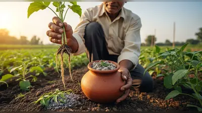 जड़गांठ रोग पर देसी वार: अब घरेलू नुस्खे से सब्जियों का इलाज, किसानों को मिली राहत