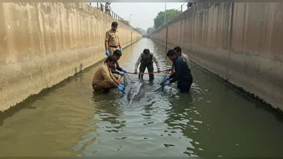 विश्व डॉल्फिन दिवस पर बहराइच की सरयू नहर में फंसी डॉल्फिन, वन विभाग और WWF की टीम बचाव में जुटी