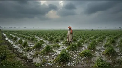 मेरठ में आज और कल बारिश-ओलावृष्टि के आसार, प्रदूषण से राहत लेकिन किसानों पर संकट!