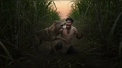 उत्तर प्रदेश: गन्ने के खेत से लौट रहे युवक पर भेड़िये का जानलेवा हमला, सीने और गर्दन पर गहरे घाव