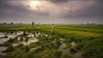 धान की फसल पर आसमानी आफत: बरेली-पीलीभीत में तेज बारिश-हवा से किसान बेहाल