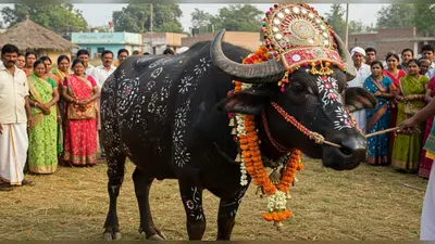 वायरल खबर: इस गांव में भैंसों का होता है अनोखा ब्यूटी कॉन्टेस्ट, दुल्हन की तरह सजकर आती हैं ‘मिल्क क्वीन’!