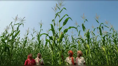 बाप रे बाप! यहां उगते हैं दुनिया के सबसे लंबे भुट्टे, लंबाई देखकर दंग रह जाएंगे आप