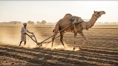 वायरल वीडियो: शख्स ने ऊंट से की खेत की जुताई, देखने वाले रह गए दंग!