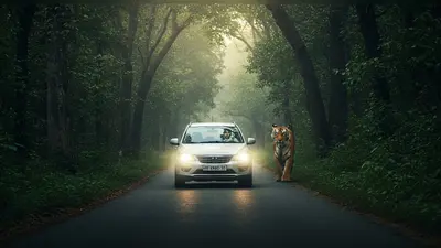 सुनसान सड़क पर अचानक सामने आया बाघ, कार चालक ने दिखाई सूझबूझ, फिर जो हुआ वो कर देगा हैरान!