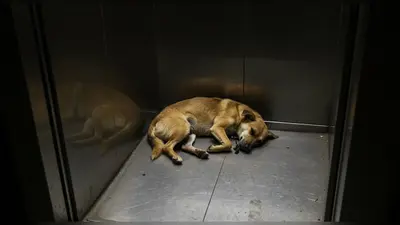 हैरान कर देने वाली घटना: लिफ्ट में पूंछ हिलाते घुसा कुत्ता, निकला तो जा चुकी थी जान, CCTV ने खोली पूरी पोल