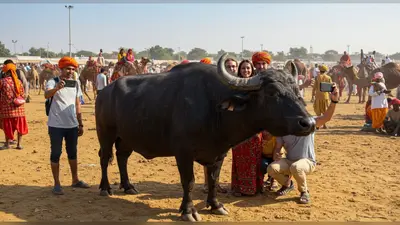 पुष्कर मेले में 21 करोड़ का ‘कुबेर’: फतेहाबाद का मुर्रा झोटा बना प्रदेश का सबसे महंगा पशु, विदेशी ले रहे सेल्फी