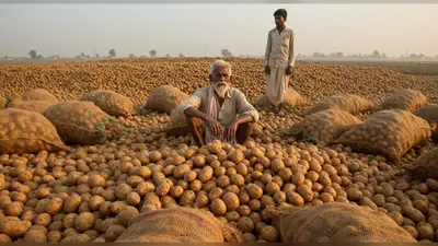 आगरा के आलू किसानों का दर्द: प्रदेश की 25% पैदावार, फिर भी प्रोसेसिंग यूनिट का वादा अधूरा